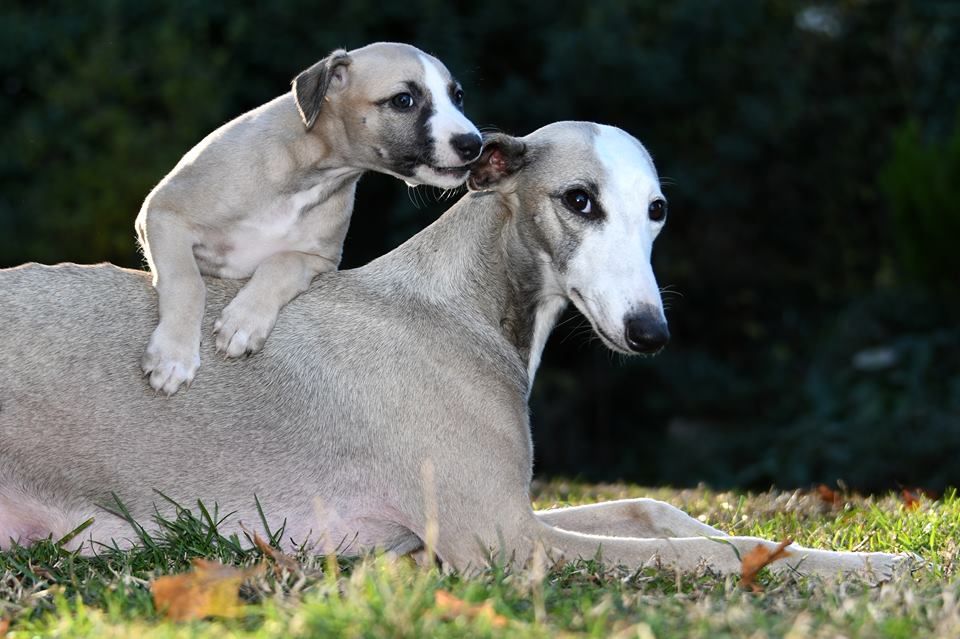 Iris et ses bébés